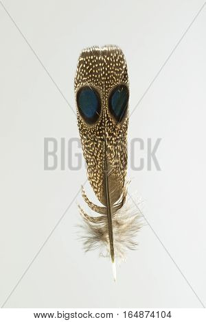 Feather of Grey-capped emerald dove isolated on white