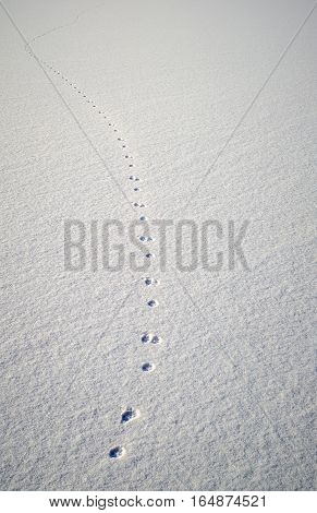 Animal traces in fresh loose snow .