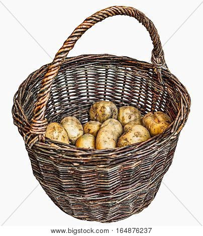 Harvested potatoes in an old wicker basket, isolated on white background.