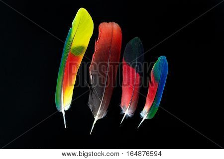 Group of four colorful parrot feathers on black