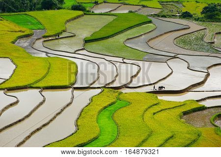 Rice fields on terraced in rainny season at Tu Le village, Yen Bai, Vietnam. Rice fields prepare for transplant at Northwest Vietnam