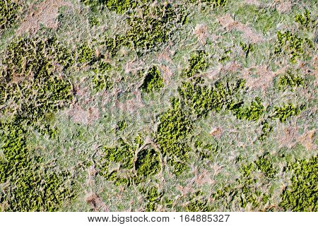 Green algae on sand beach, closeup view.