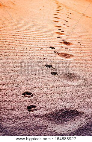 Dog paw prints in the sand at the sunset