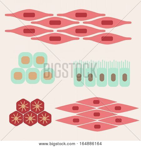 Different Human Tissue Types