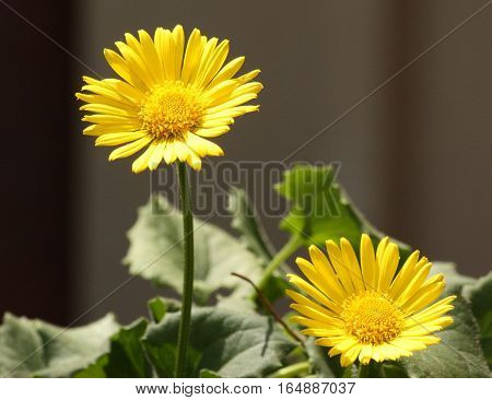 Two bright yellow Little Leo leopards bane flowers blooming against a dark background.