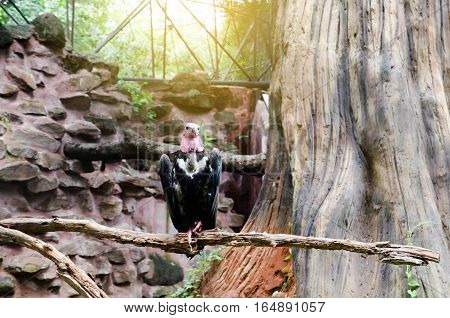 Andean condor (Vultur gryphus) in wildness area