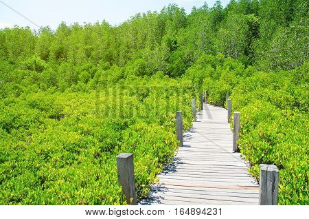wood walk way in to the fresh green forest