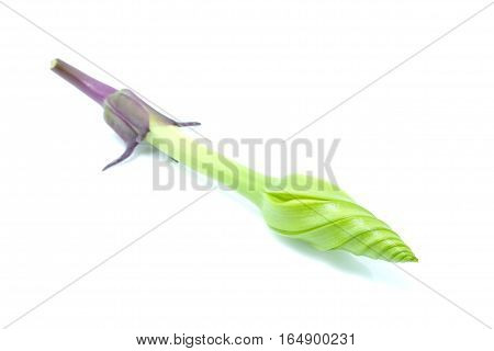 Moonflower organic vegetable isolated on white background.