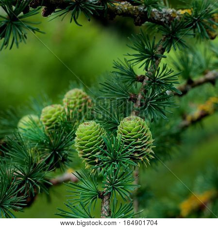Two Young Sprouts Green Fir Cones into Green Needles on Blurred Fir Cones and Branches background Outdoors. Focus Foreground