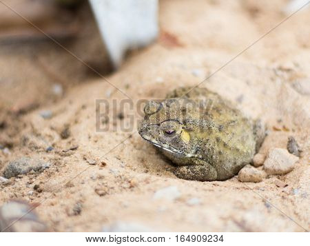 Toad close up. Toad eyes. Toad stares. on the sand ground.