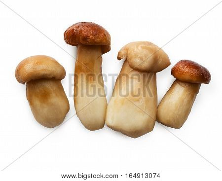 Edible forest wild mushrooms isolated on white background. Boiled fungus ready for cooking