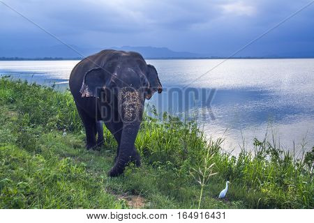 Sri Lanka elephant in Uda Walawe national park, Sri Lanka ; specie Elephas maximus maximus family of Elephantidae