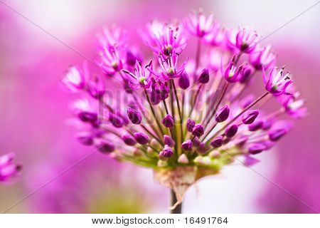 abstract violet flowers on field