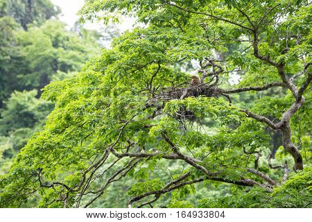 Young tiger heron in treetop nest Costa Rica
