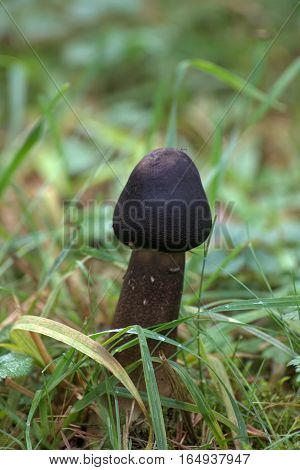Young Fruit Body Of A Pluteus Mushroom