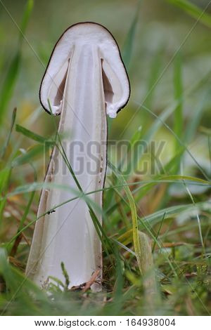 Cross Section Of Young Fruit Body Of A Pluteus Mushroom