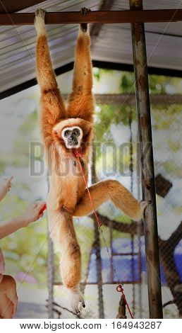 Photos bright background funny furry monkey in zoo