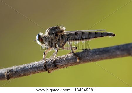 Closeup of the nature of Israel - asilidae on the twig