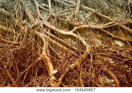 Photos background with tree roots in the Asian island