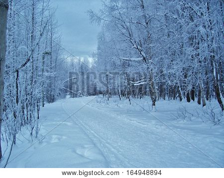 snowy path lined by snow covered trees