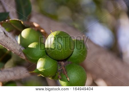 Macadamia nuts on the evergreen tree macadamia plantation - expensive fat nuts