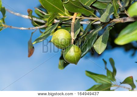 Macadamia nuts on the evergreen tree macadamia plantation - expensive fat nuts