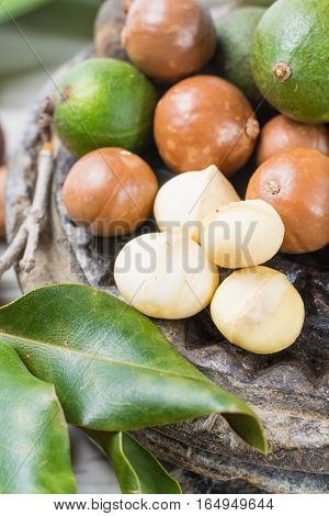 Macadamia in shell nuts harvest close up