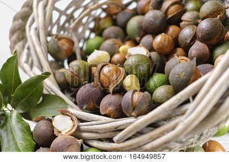 Macadamia in shell nuts harvest close up