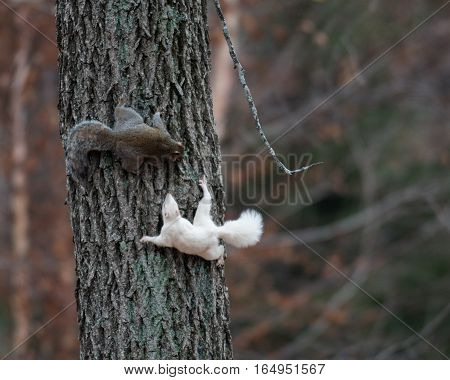White Squirrel In Olney