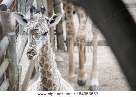 a baby giraffe being nosey at my local zoo