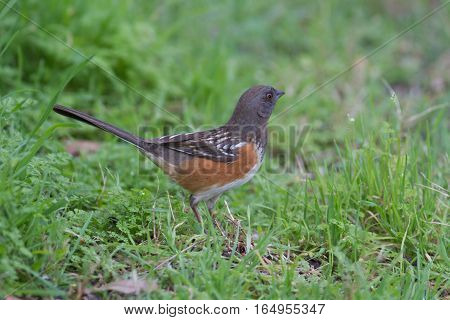 Spotted Towhee in grass in edge of yard.