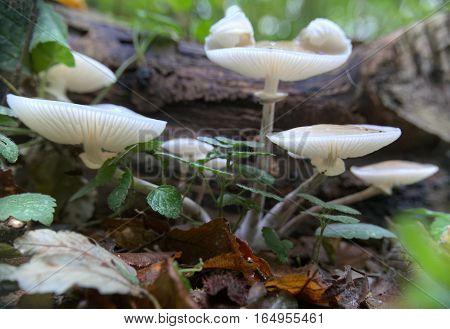 Oudemansiella Mucida, The Porcelain Fungus In A Close Wide-angle Shot