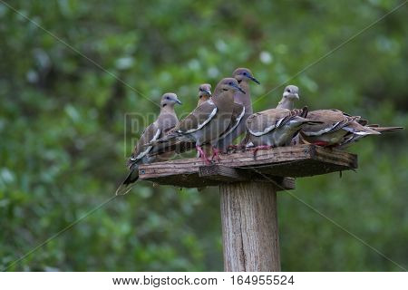 My Turn get off my feeder and wait your turn.