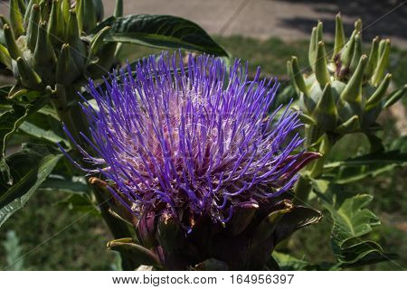 Artichoke flower growing outside the convention center.