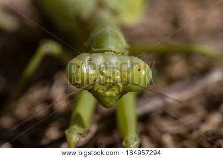 Praying mantis on ground looking for a small bug for a meal.