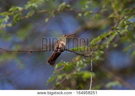 Buff-bellied hummingbird sitting in a tree above me.
