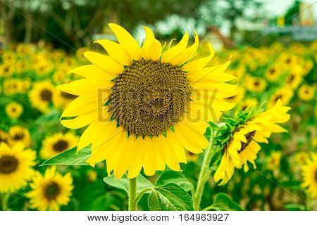 Sunflower blooming beautiful summer day in Biafra time.