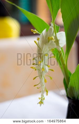 White dragon flower (Smithatris supraneanae or Globba winitii)
