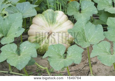 8164Pumpkin