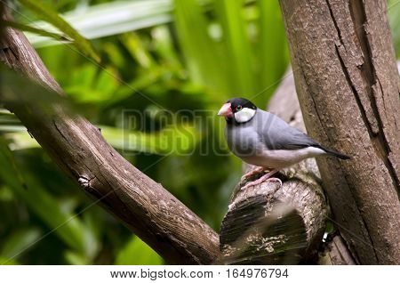 the Java sparrow is sitting in a tree
