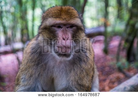 Monkey Forest - Grumpy Monkey Sitting