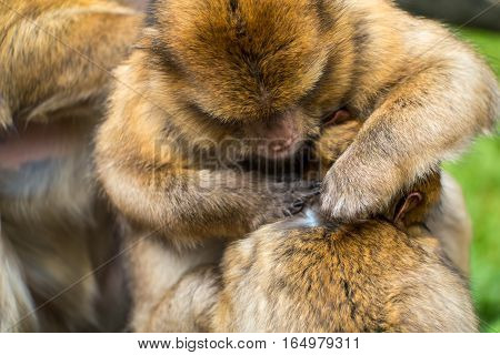 Monkey Forest - Grooming