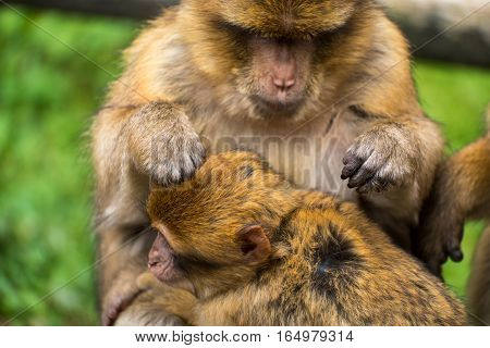 Monkey Forest - Grooming