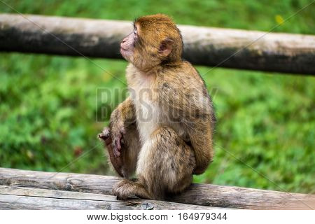 Monkey Forest - Sitting Next To Mother