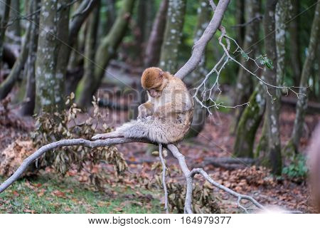 Monkey Forest - Eating