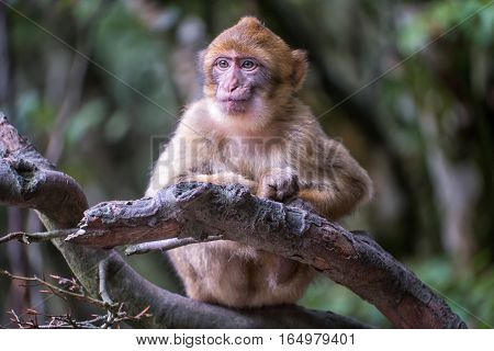 Monkey Forest - Grinning Infant