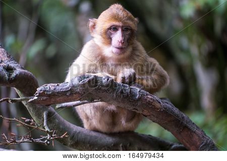 Monkey Forest - Grinning Infant
