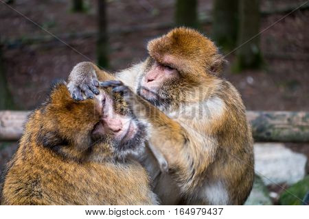 Monkey Forest - Hard Grooming