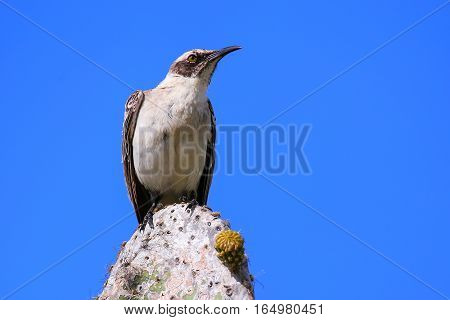 Galapagos Mockingbird Sitting On A Cactus, Genovesa Island, Galapagos National Park, Ecuador
