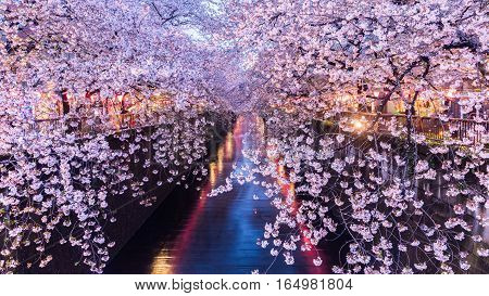 Cherry blossom or Sakura at Meguro Canal in Tokyo Japan. at twilight.